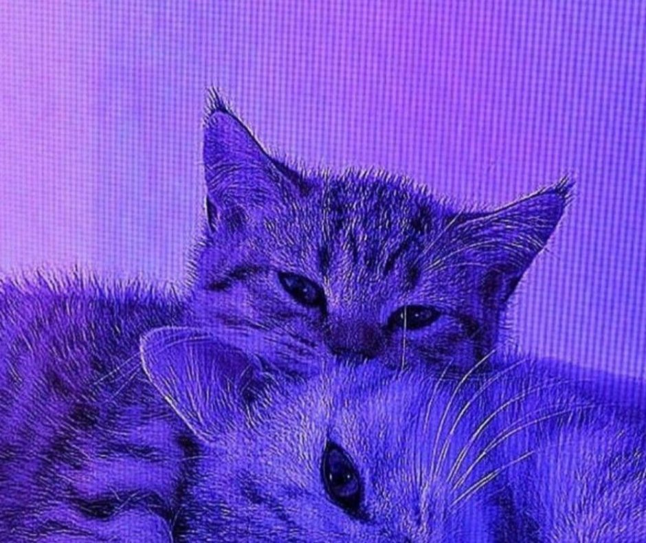 Котик в шляпке