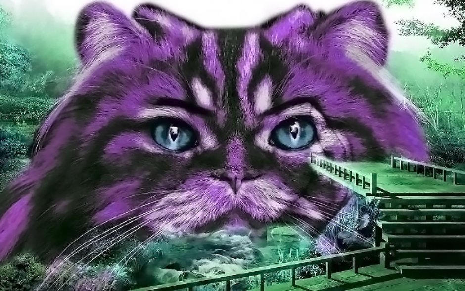 Лавандовый кот