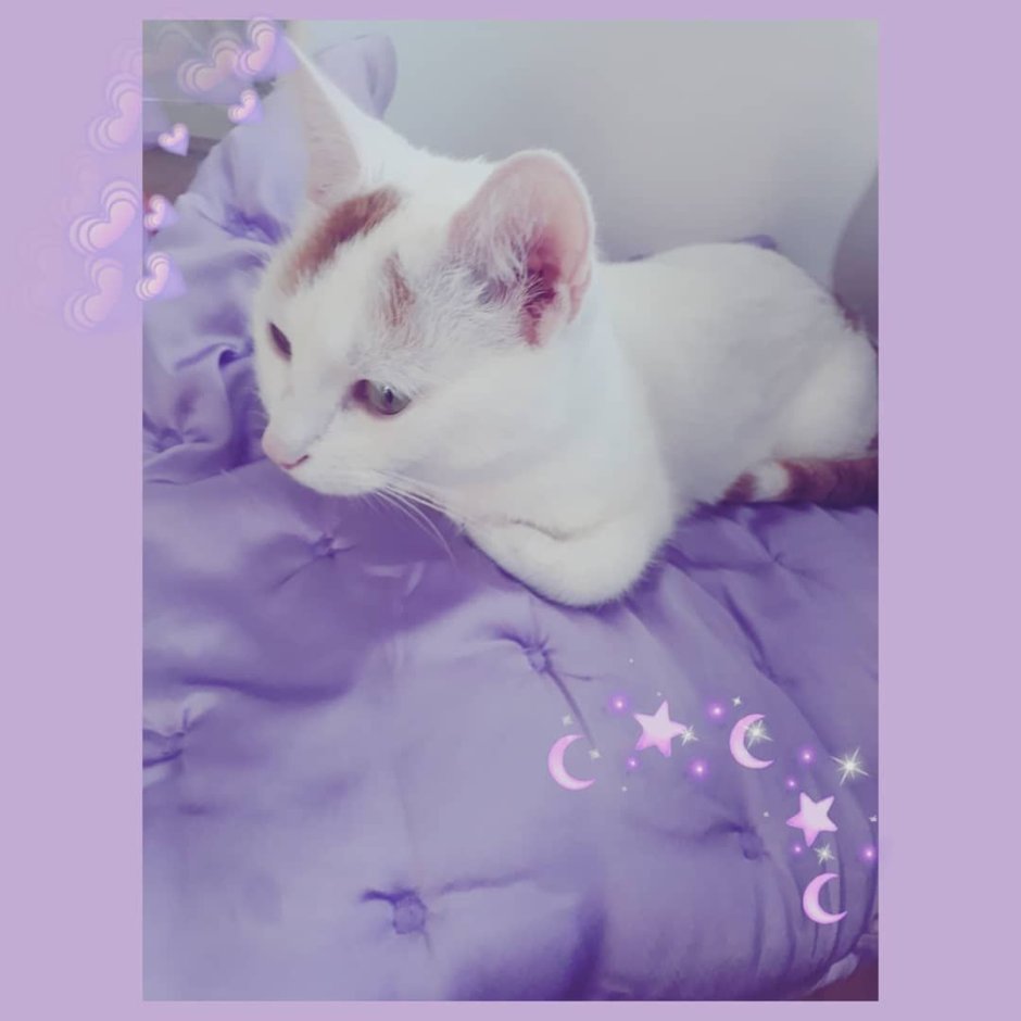 Коты Эстетика фиолетового