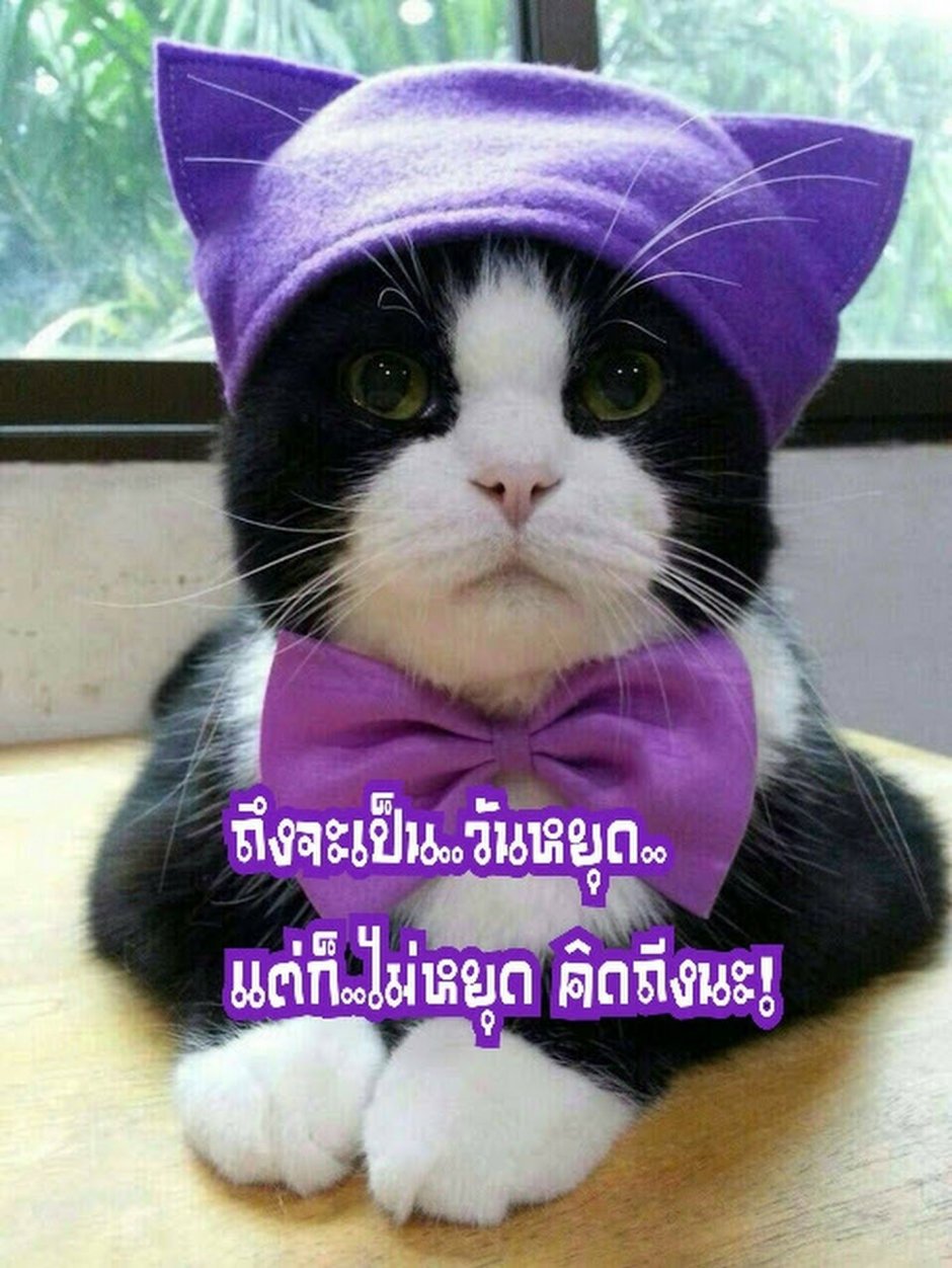 Фиолетовый котик
