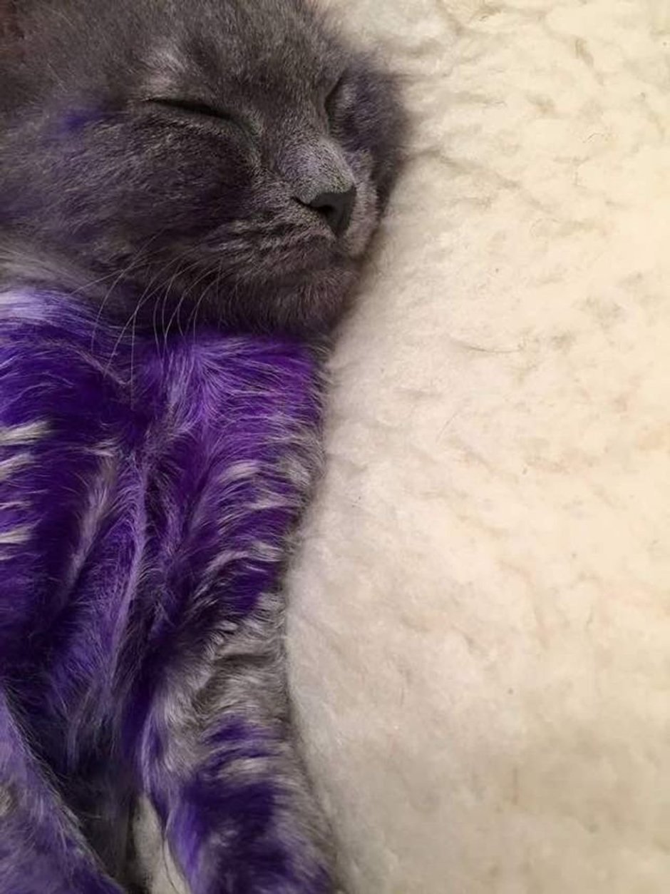 Фиолетовая кошка