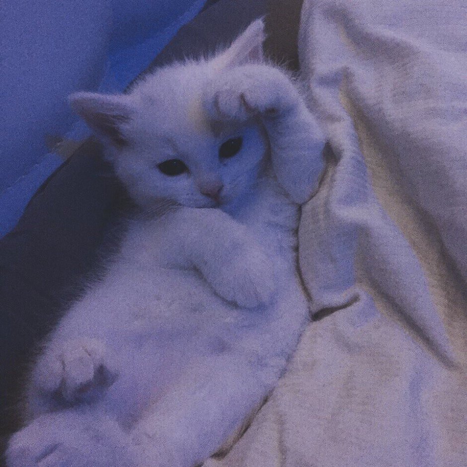 Котята сохры