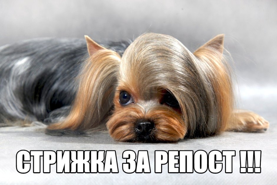 Ерк собака лысый