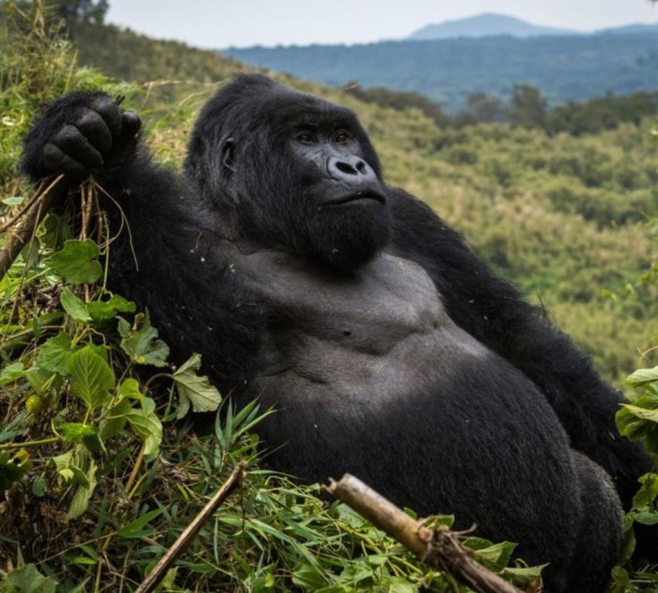Gorilla beringei beringei