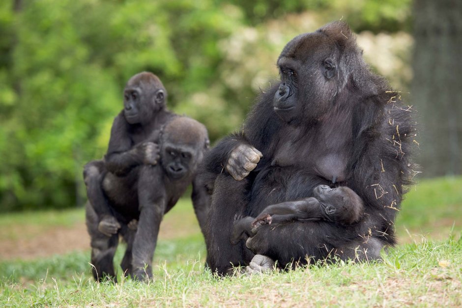 Western Lowland Gorilla