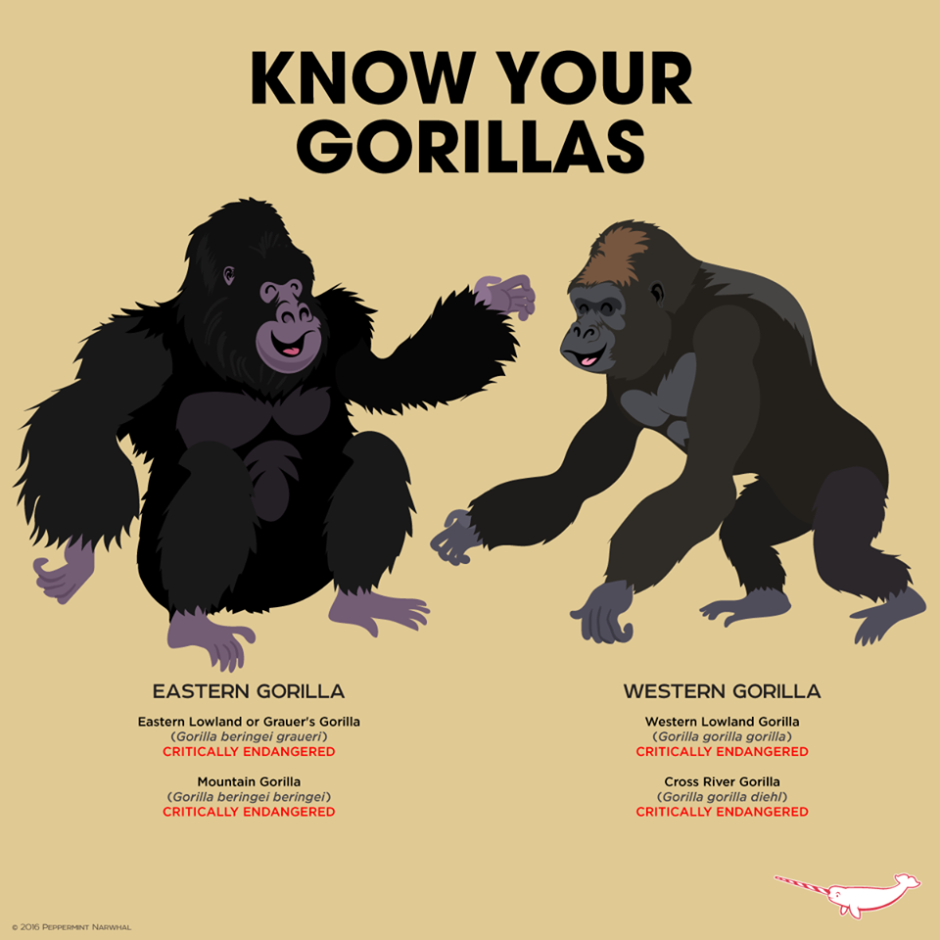 Gorilla facts