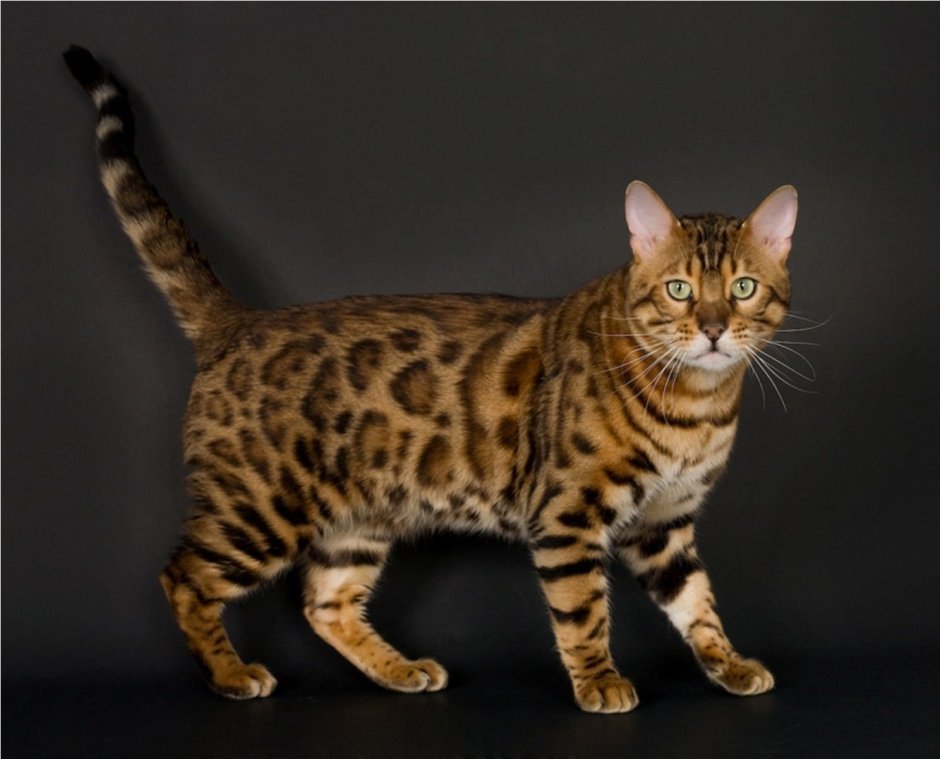 Бенгальская кошка Марбл