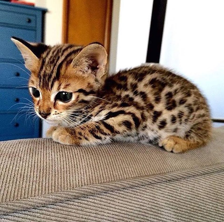 Бенгал тигровый окрас