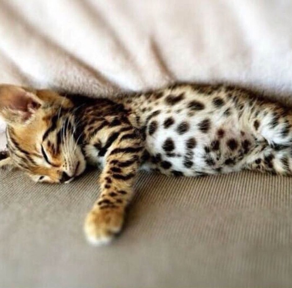 Тигровый бенгальский кот