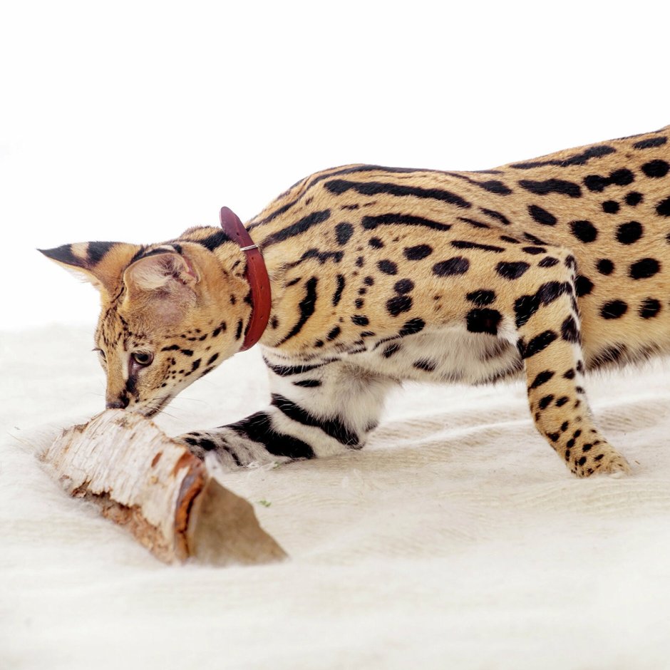 Когти сервала