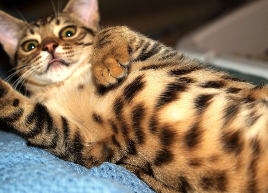 Бенгальский вислоухий кот