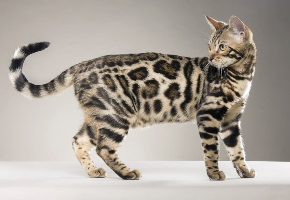 Бенгальская короткошерстная бенгал