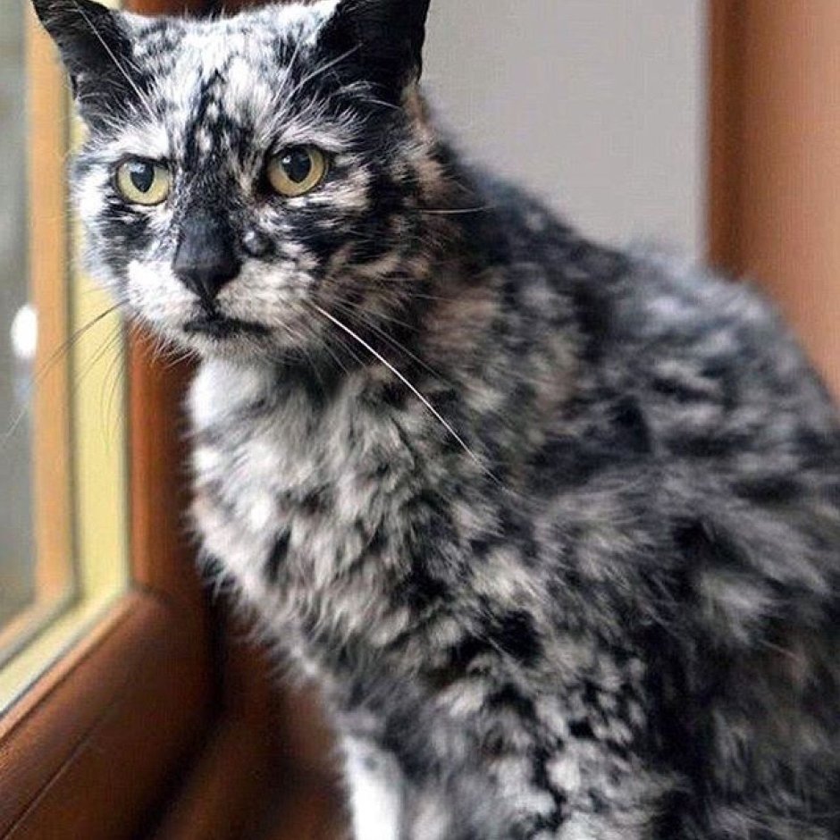 Серый пятнистый котенок