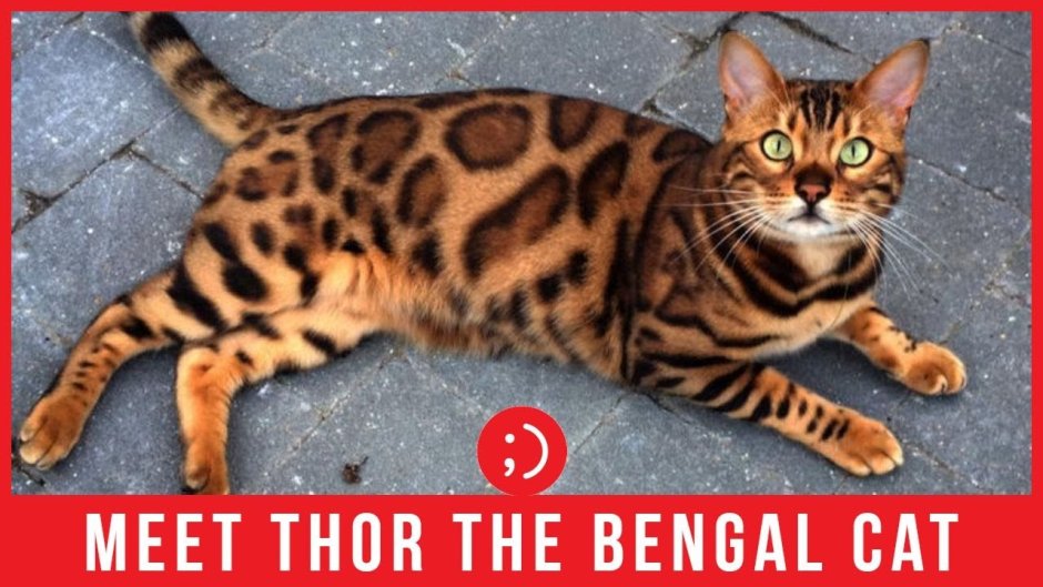 Котята леопардового окраса