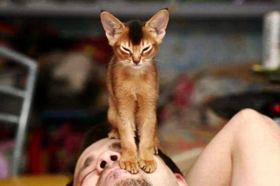 Кот сидит на голове