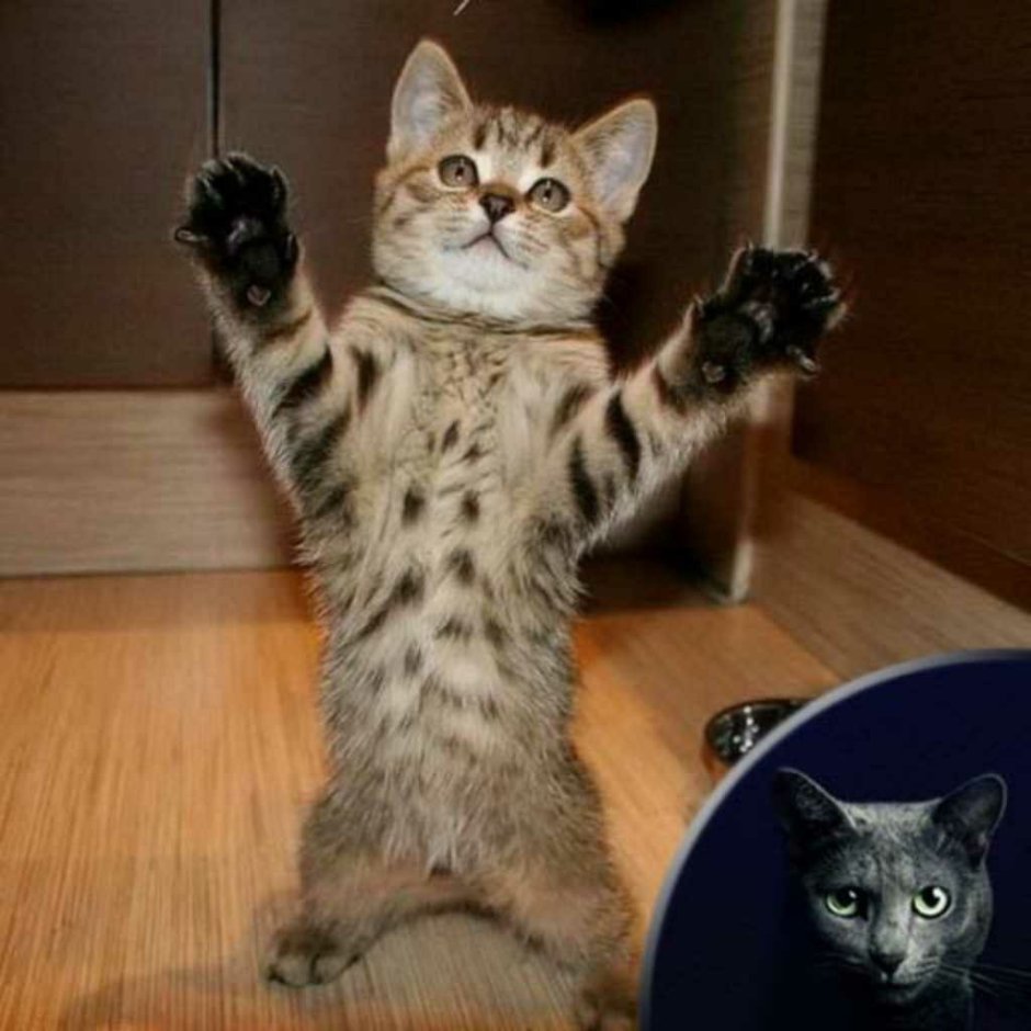 Котенок на двух лапах