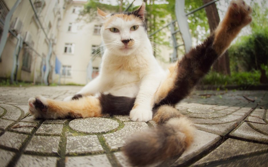 Котики смешные