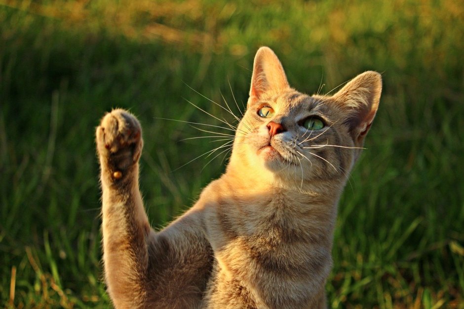 Коттк с прднятоц лапкой