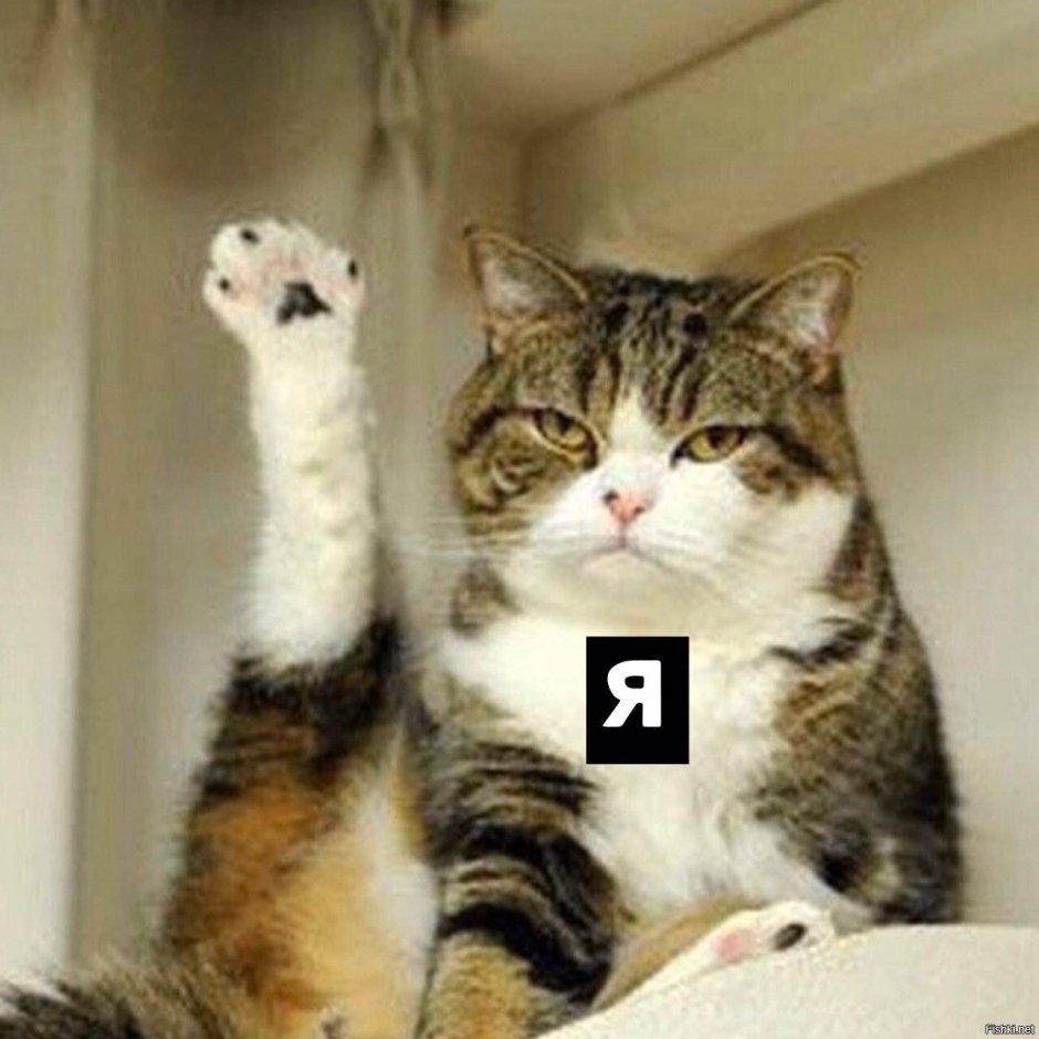 Кот расставил лапы