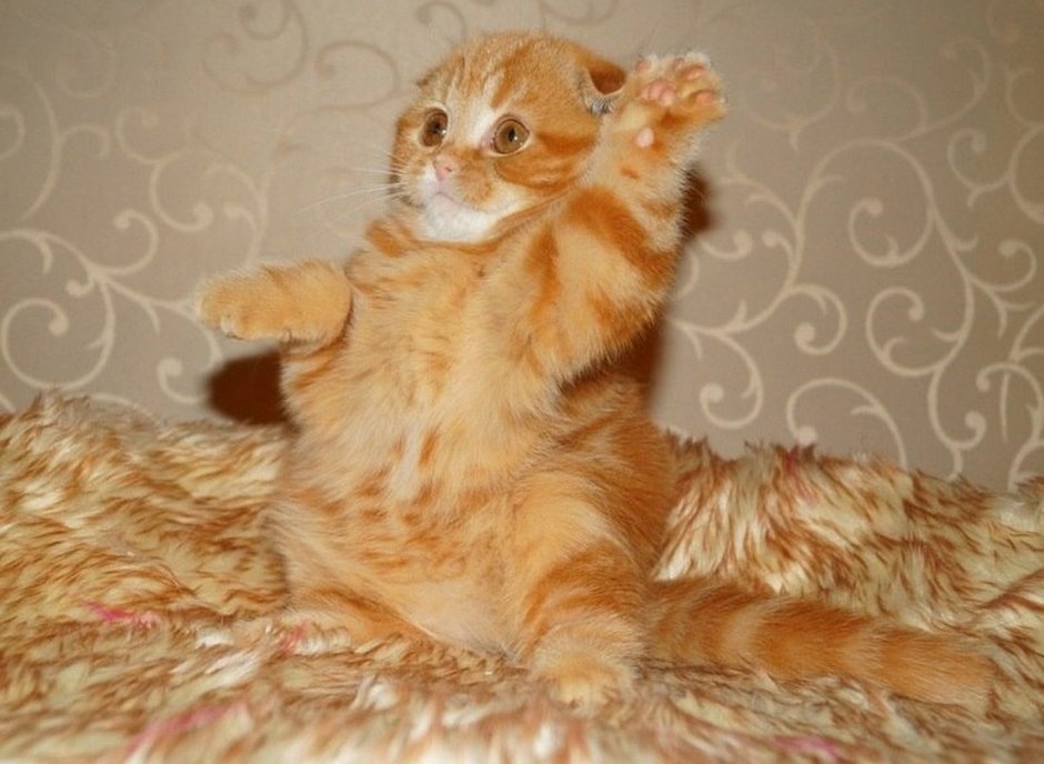 Котенок я туть
