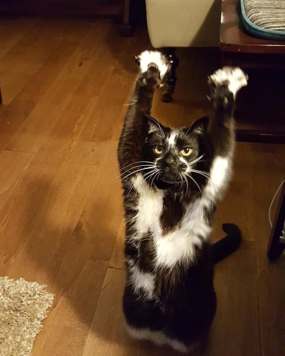 Котик с поднятой лапой