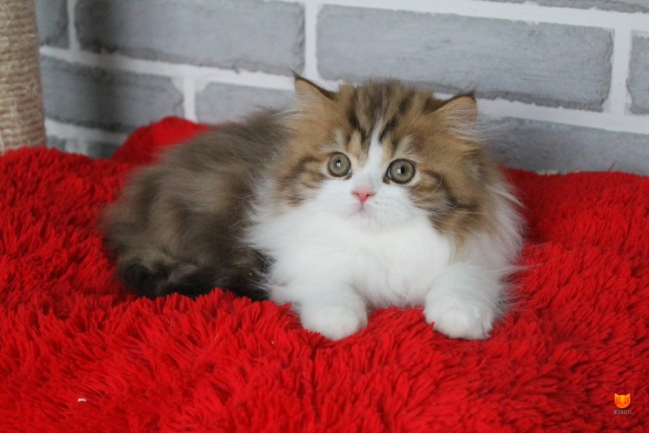 Хайленд страйт котята