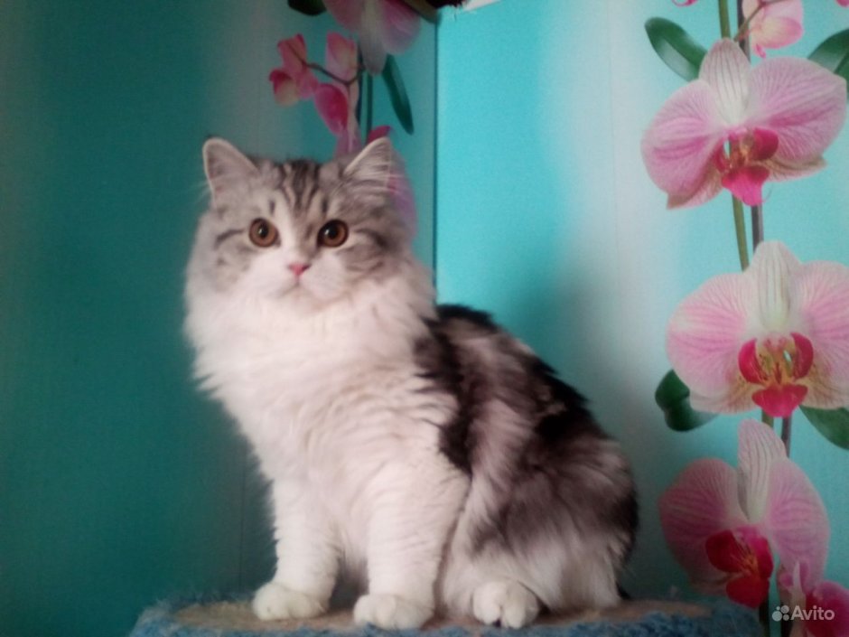 Хайленд страйт золотой котенок