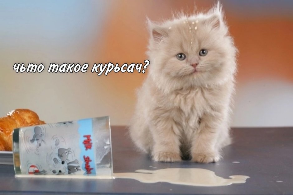 Кот с надписью я русский