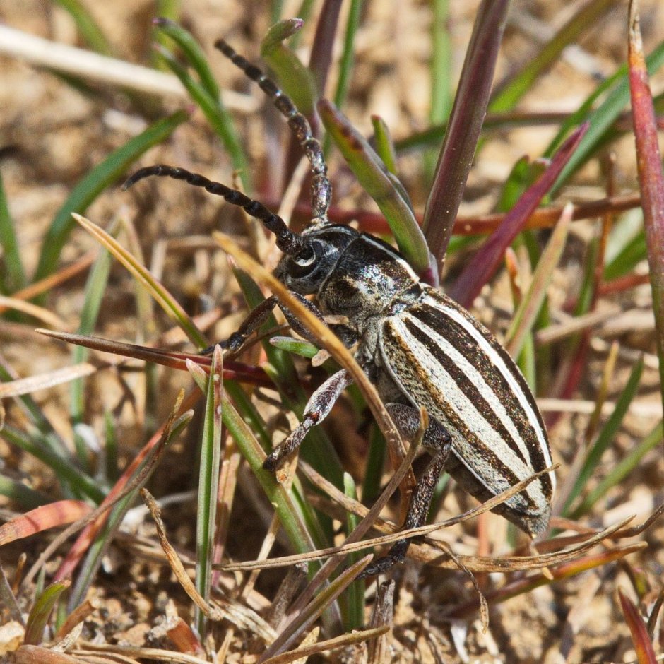 Жук Dorcadion elegans