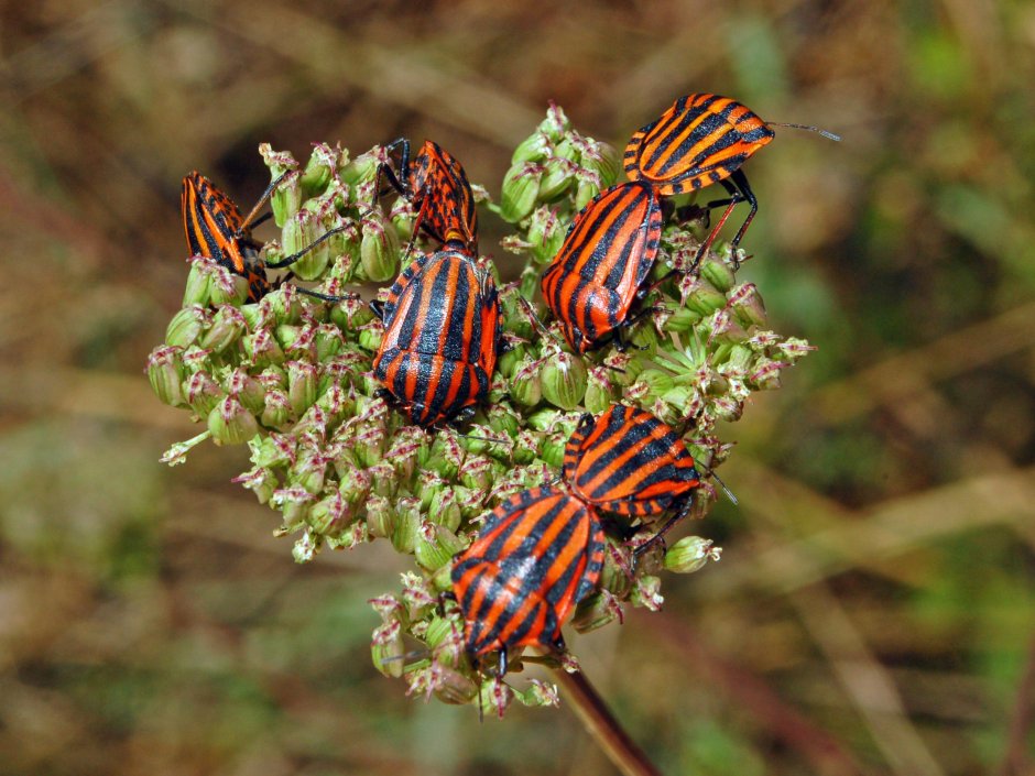 Клоп итальянский - Graphosoma lineatum