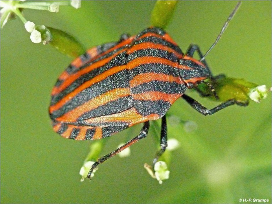 Щитник линейчатый Graphosoma lineatum