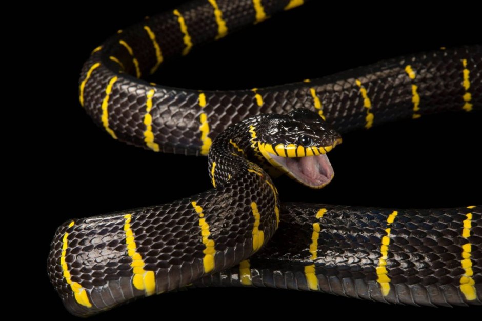 Питон Чейни (Morelia spilota).