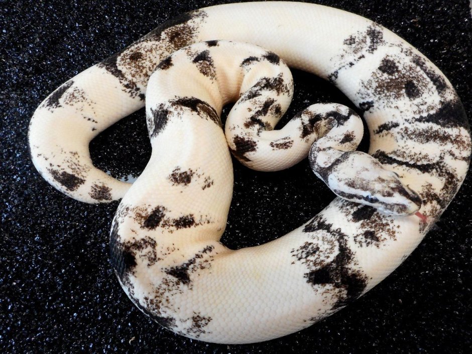 Королевский питон Albino