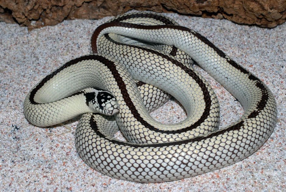 Королевская Калифорнийская змея Striped