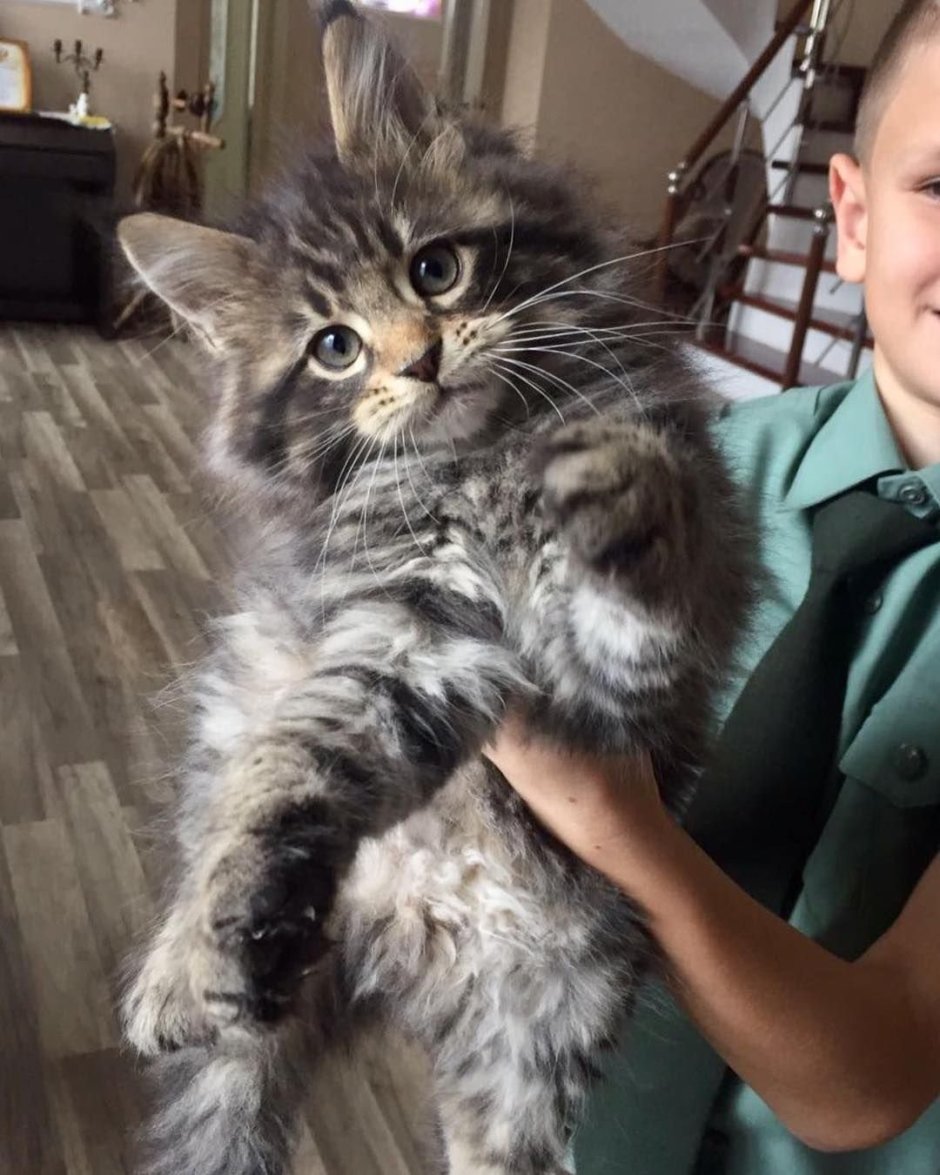 Кошка Мейн кун с человеком