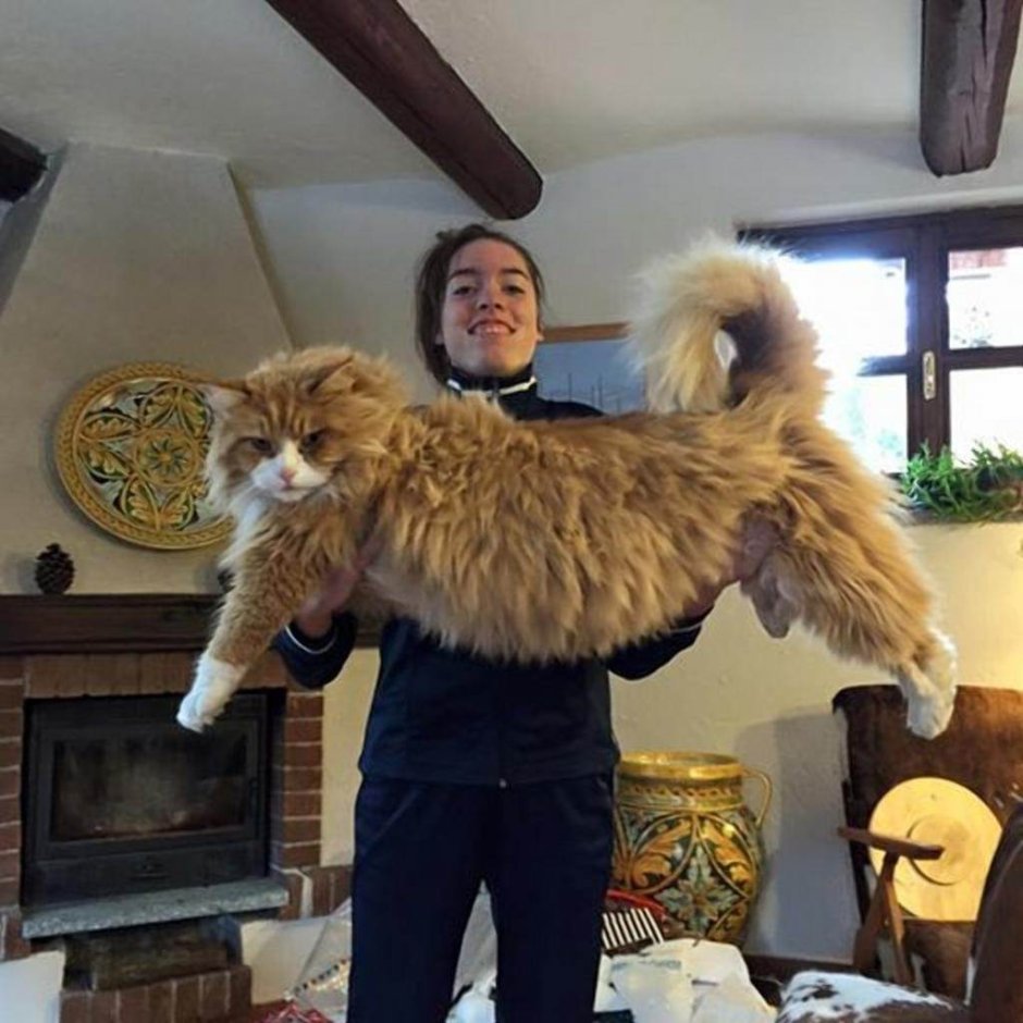 Кошки гиганты Мейн кун