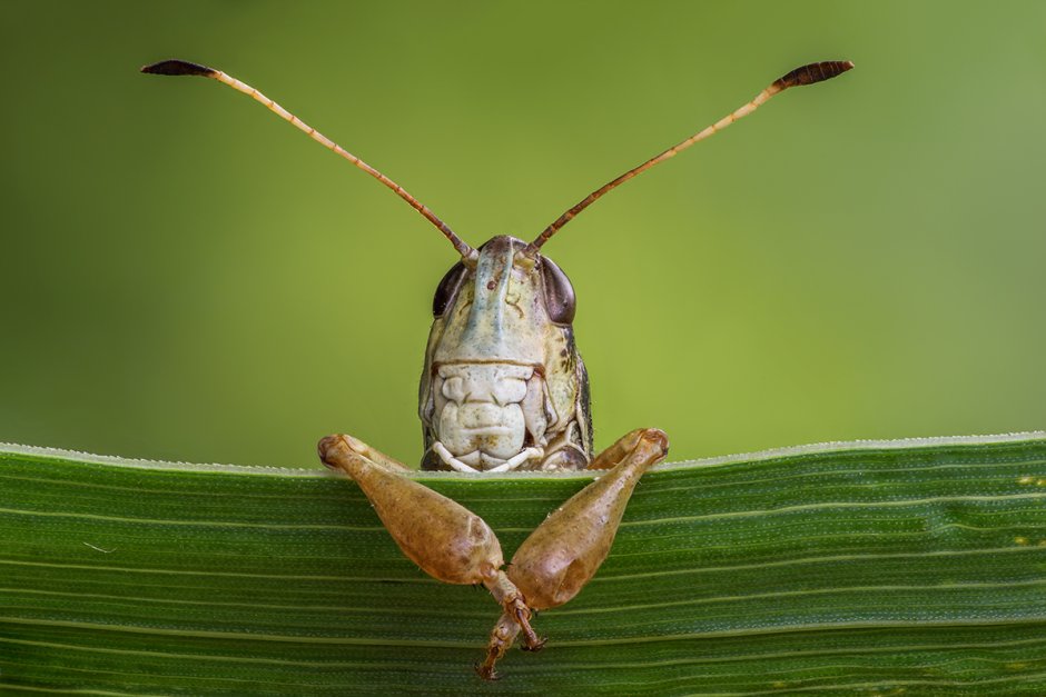 Кобылка Сибирская (Gomphocerus sibiricus l.)