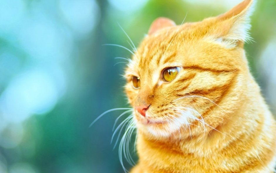 Желтая кошка