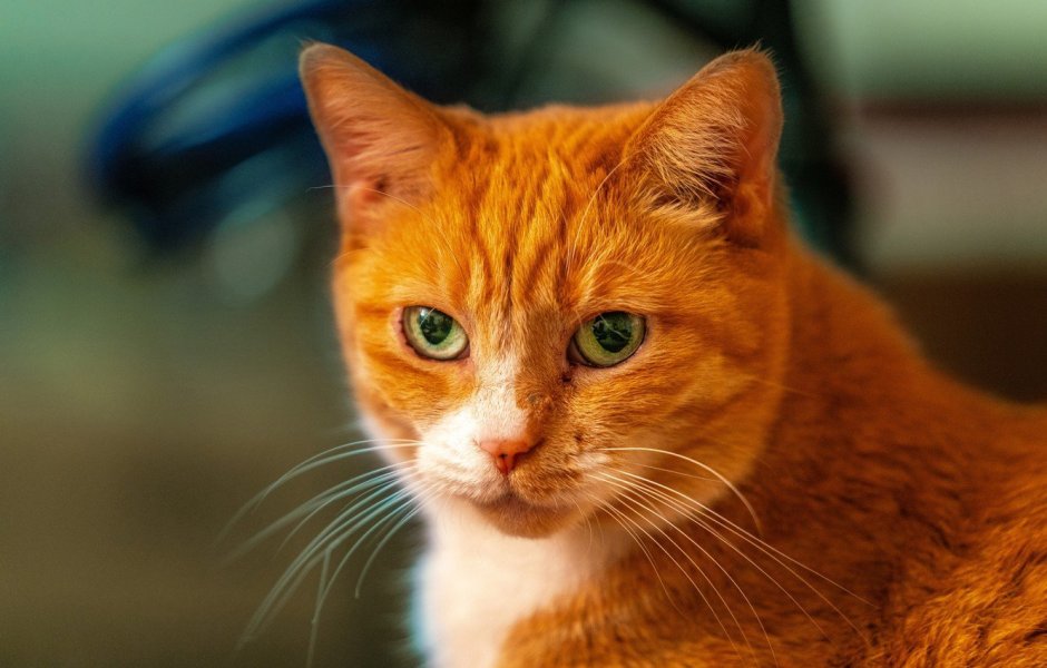 Кот рыжего цвета