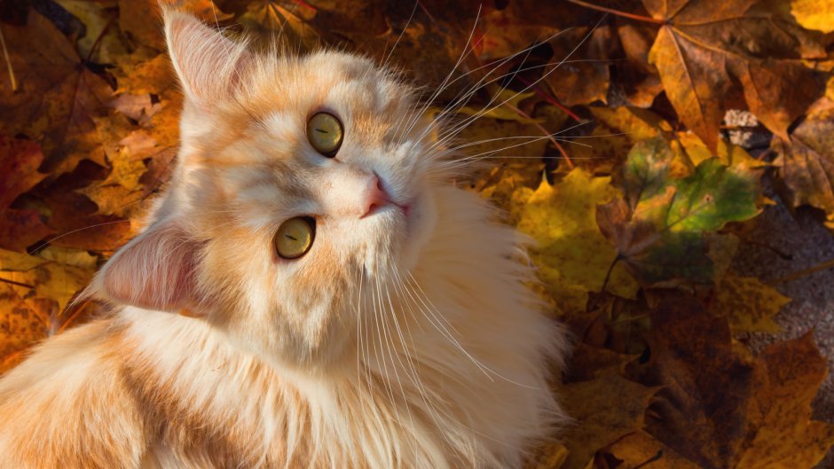 Осенний котик