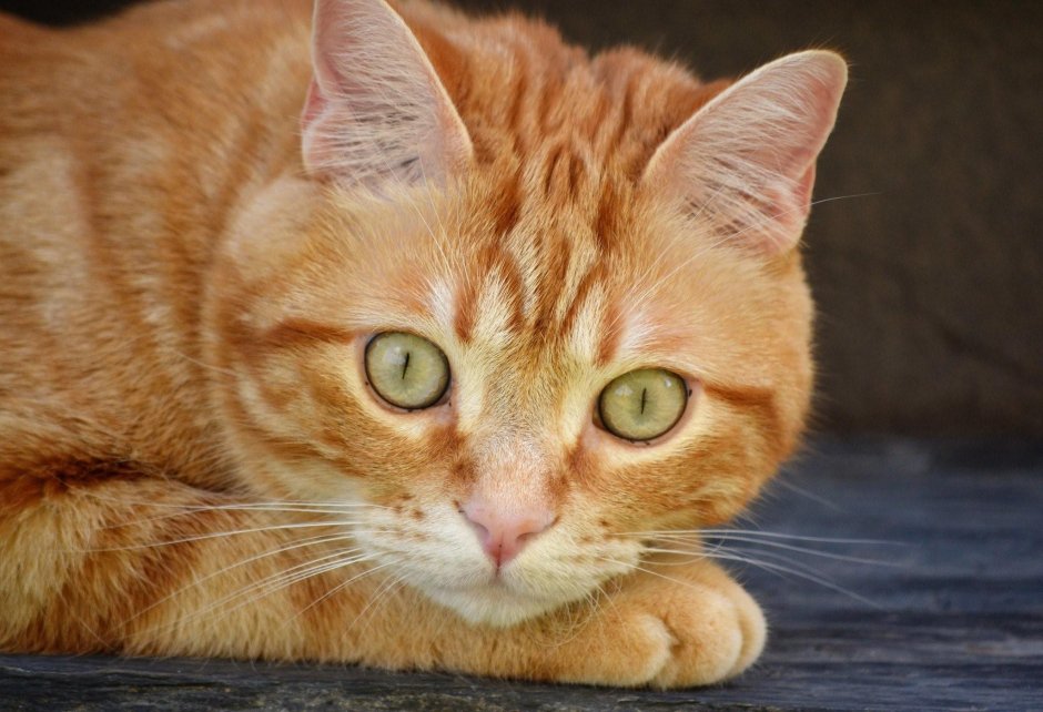 Рыжие коты