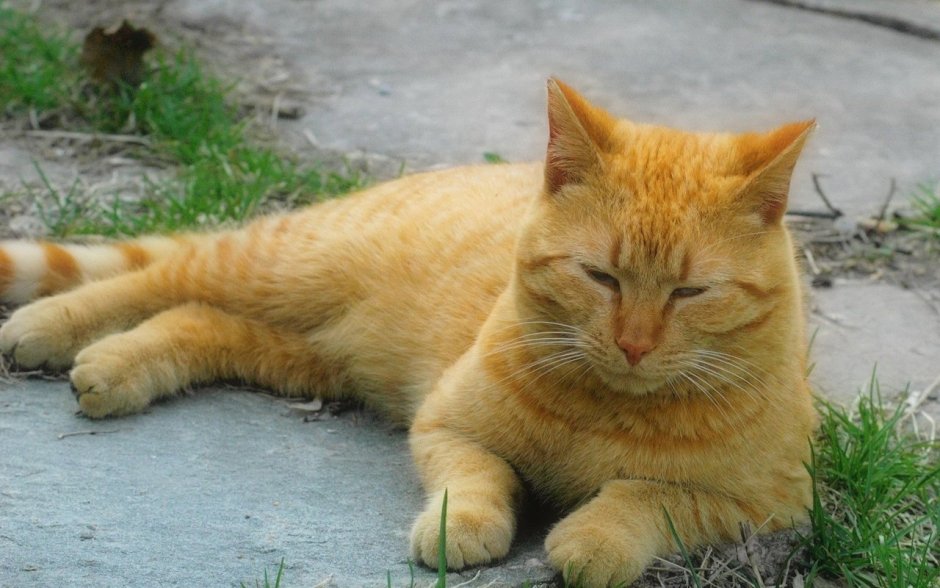 Кот желтого цвета