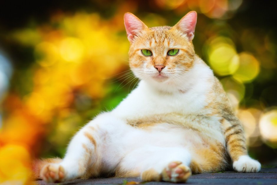 Большой желтый кот