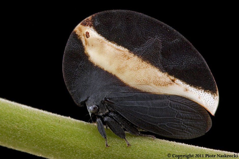 Treehoppers Aetalionidae
