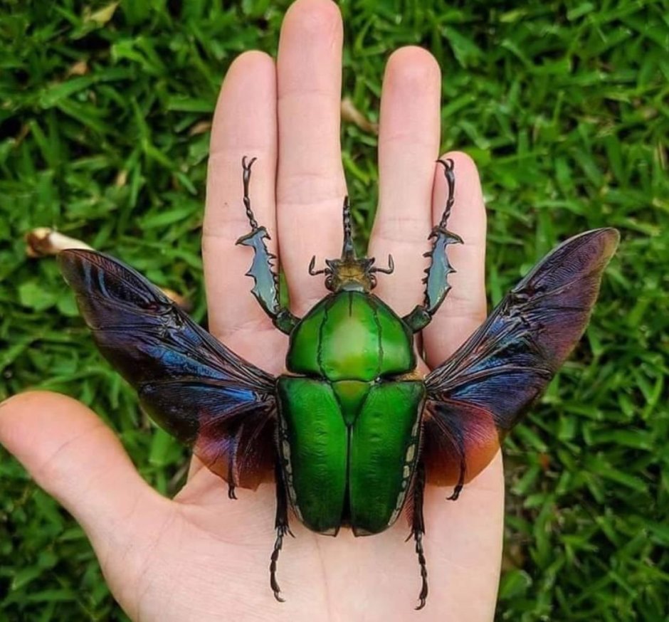 Цветочный Жук Mecynorrhina torquata