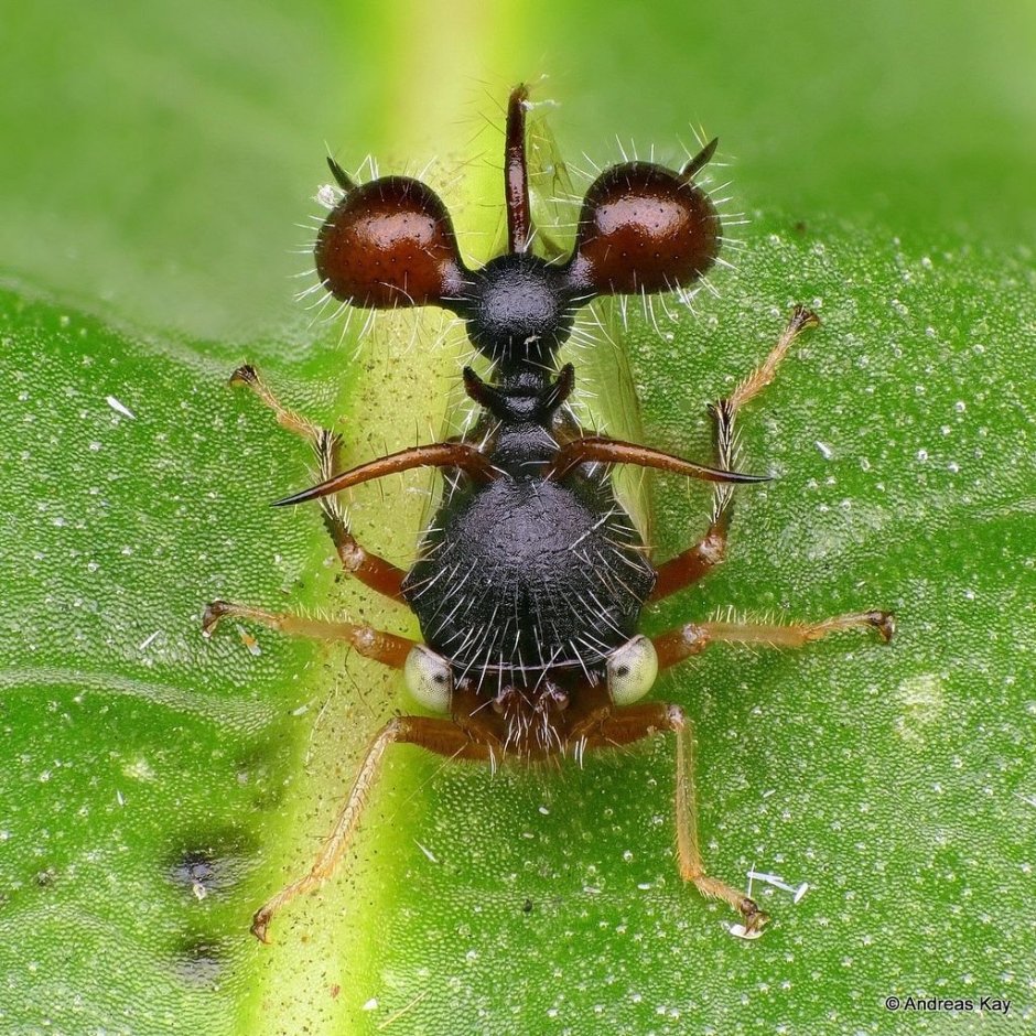 Горбатка вида Cyphonia clavata
