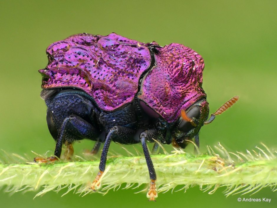 Chlamisus SP