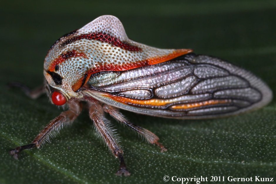 Treehoppers Aetalionidae