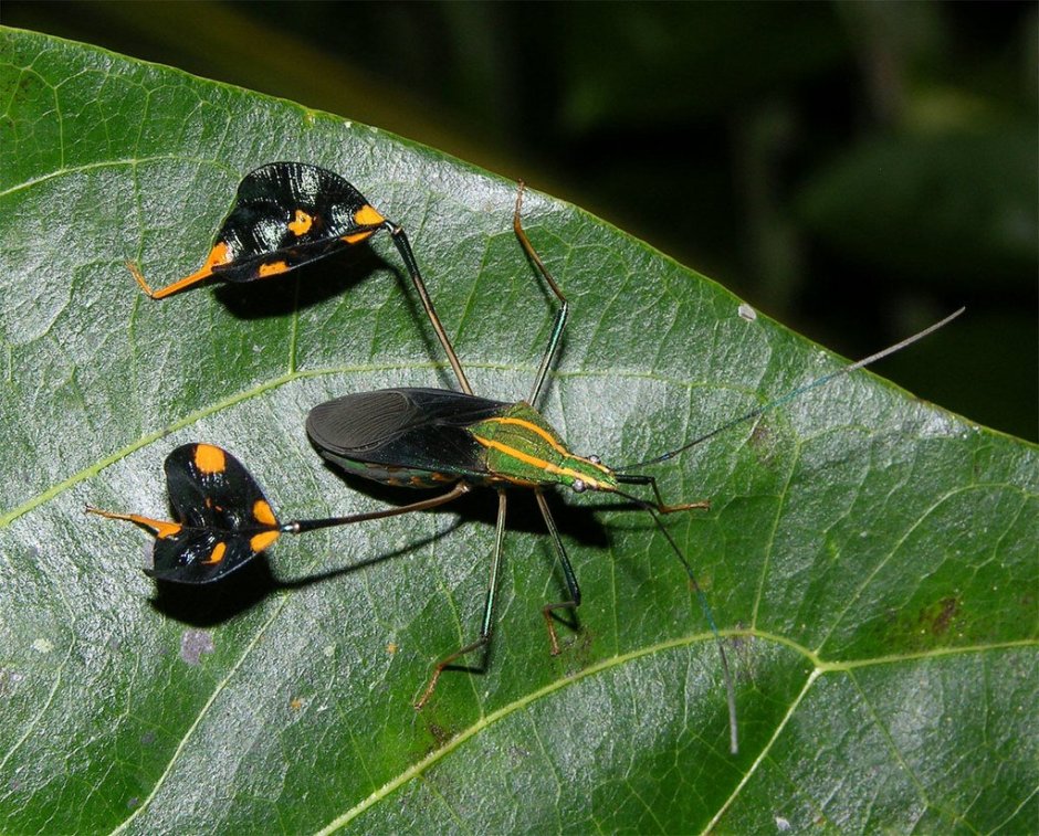 Diactor bilineatus