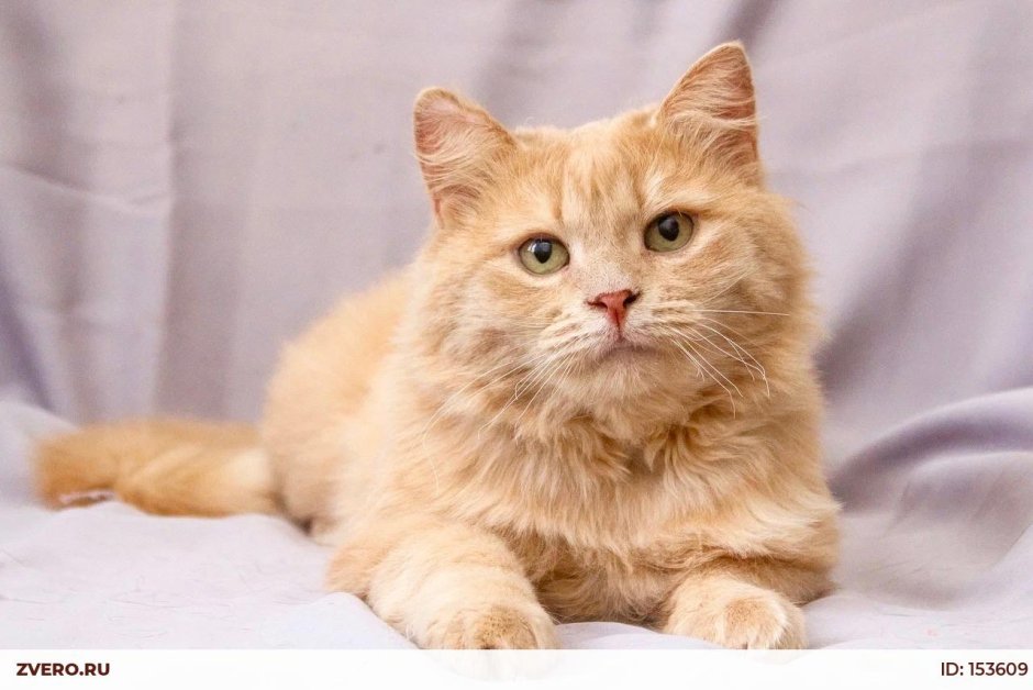 Породистые рыжие коты